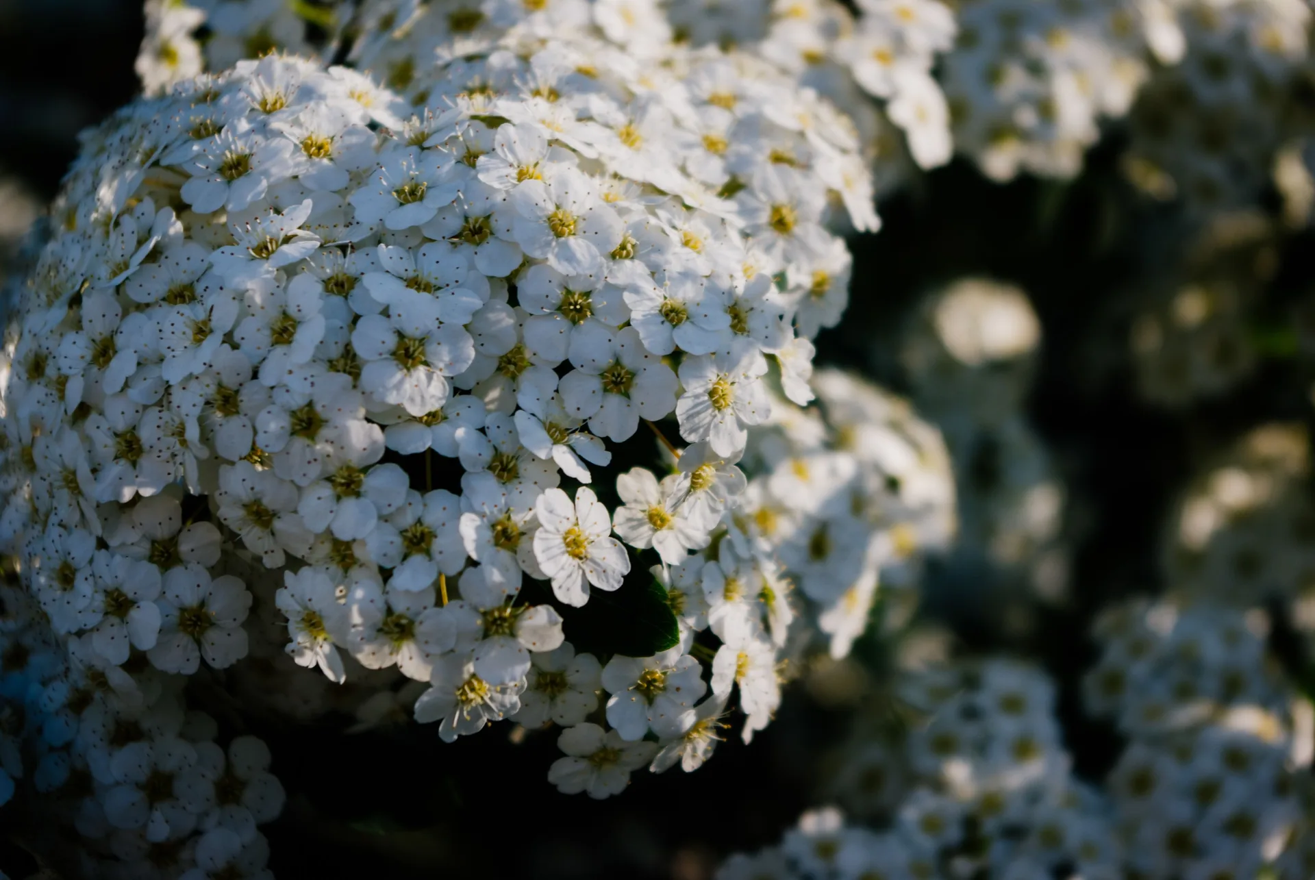White blossom flowers, representing donations in lieu of flowers